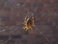 Intermediate Section Commended - Spider by John Williams