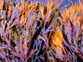 Intermediate Section Third Place - Tide Dyed Weed by Arfon Hughes