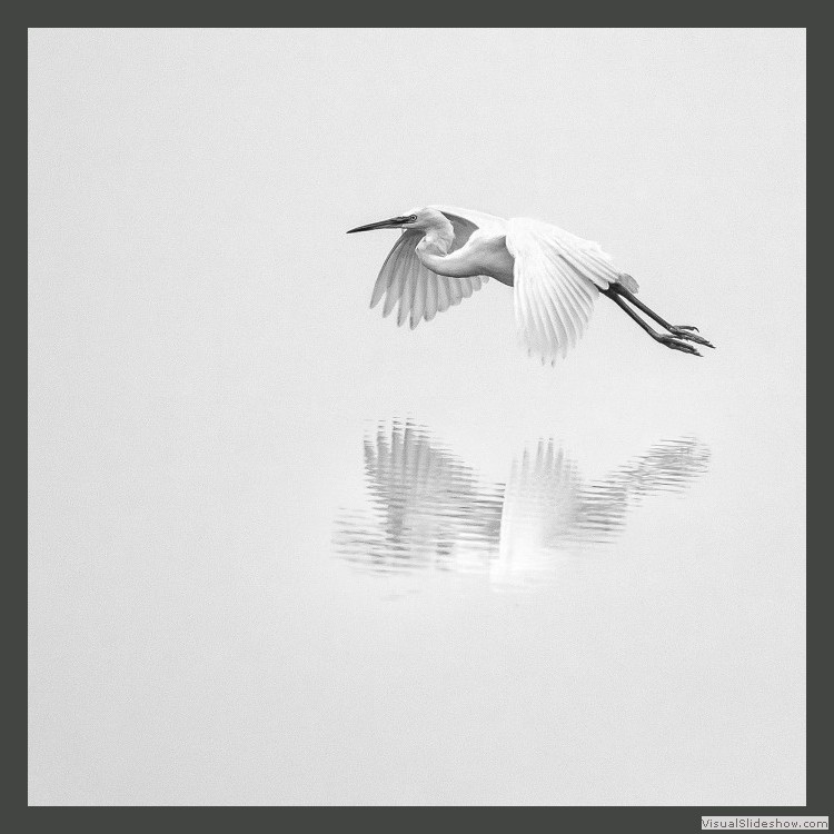 Advanced Section Highly Commended - Egret by Viv Healy