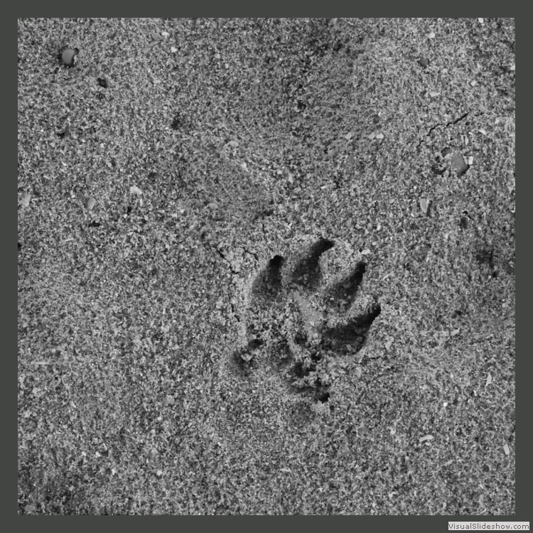 Intermediate Section Highly Commended - Dog Paw In The Sand by Keith Roobottom