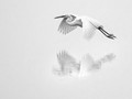 Advanced Section Highly Commended - Egret by Viv Healy
