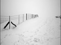 Advanced Section Highly Commended - Winter Whiteout by Mike Castle
