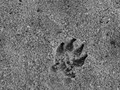 Intermediate Section Highly Commended - Dog Paw In The Sand by Keith Roobottom