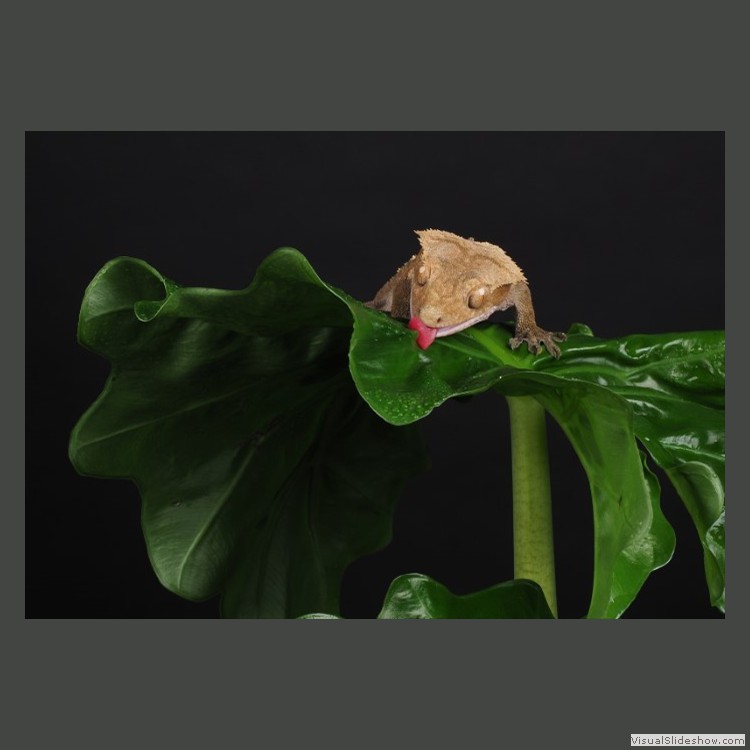 Advanced Section Commended - Thirsty Crested Gecko by Sonia Jones