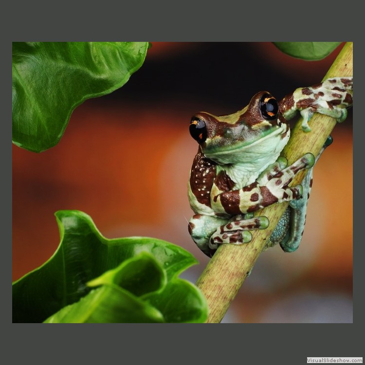 Advanced Section Highly Commended - Amazon Milk Frog by Sonia Jones