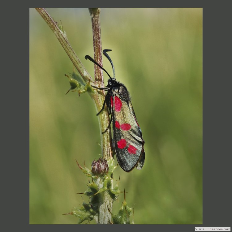 Advanced Section Highly Commended - Six Spot Burnet Moth by Andy Pyatt