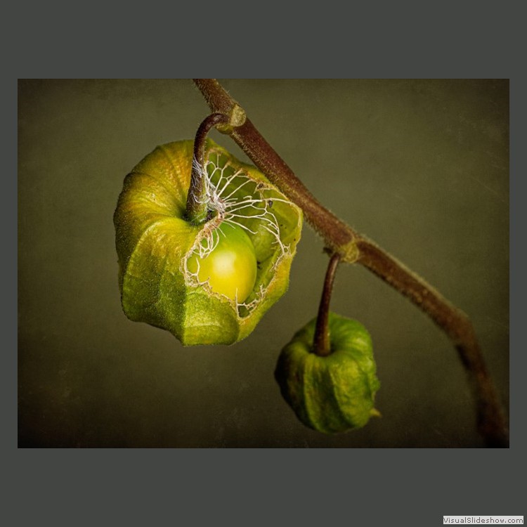 Advanced Section Third Place - Physalis by Viv Healy