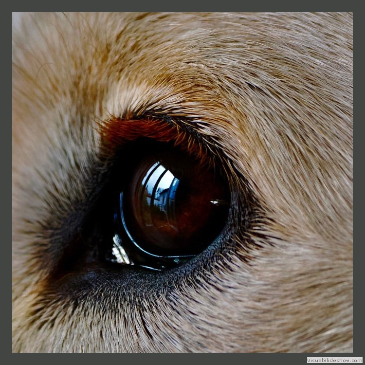 Intermediate Section Highly Commended - Watching Through The Window by Mike Smith