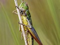 Advanced Section Commended - Common Green Grasshopper by Andy Pyatt