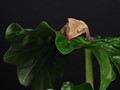 Advanced Section Commended - Thirsty Crested Gecko by Sonia Jones