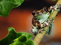 Advanced Section Highly Commended - Amazon Milk Frog by Sonia Jones