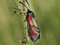 Advanced Section Highly Commended - Six Spot Burnet Moth by Andy Pyatt