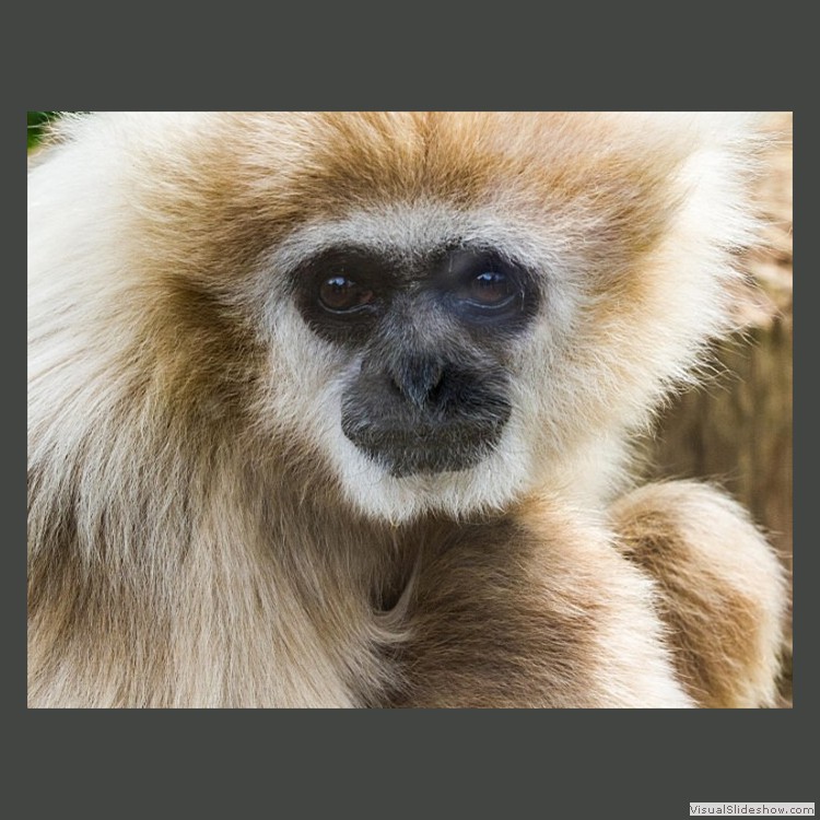 Advanced Section Commended - Gibbon by Don Roberts