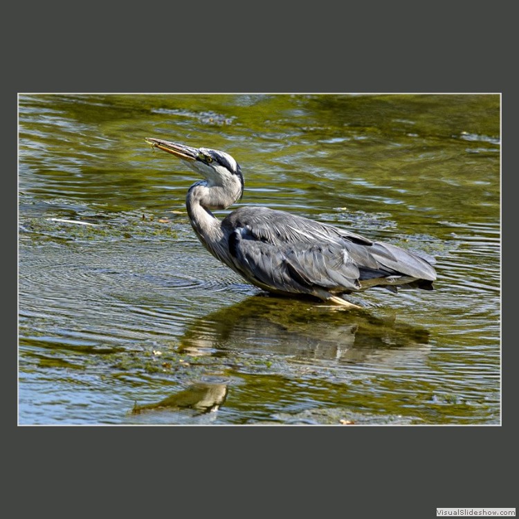 Advanced Section Commended - Got my Starter by Alwyn Williams