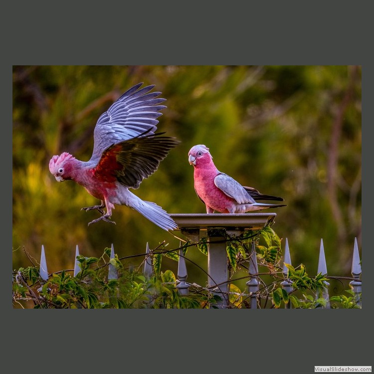 Advanced Section Commended - Just Landing by Sonia Jones