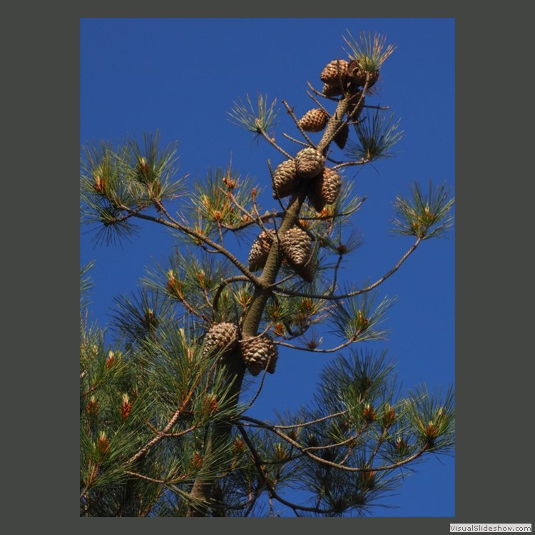 Advanced Section Commended - Pine Cone by Pauline Cook
