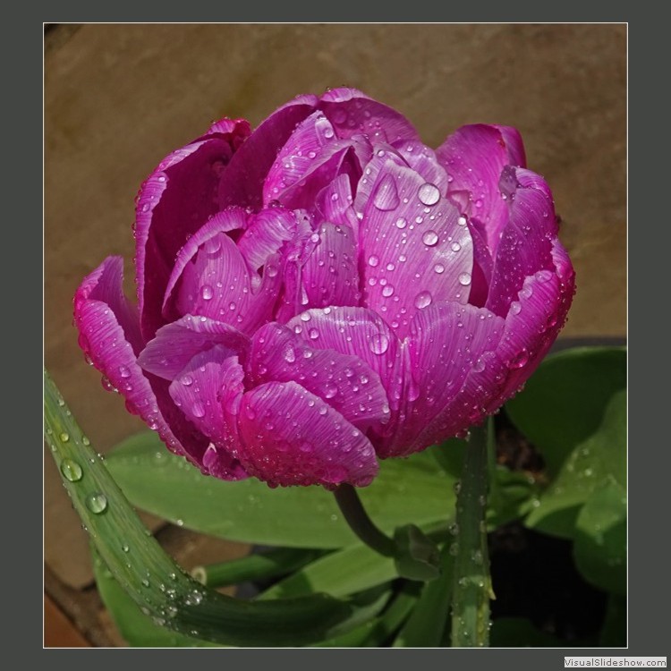 Advanced Section Commended - Raindrops on a Tulip by Jane Tyson