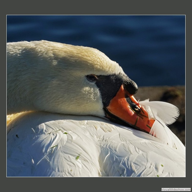 Advanced Section Commended - Ready for a Nap by Jane Tyson