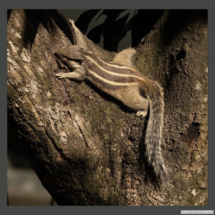 Advanced Section Commended - Splooting Tree Squirrel by Jean Chadwick