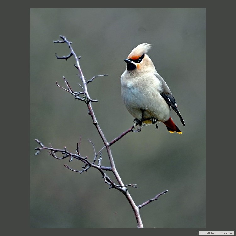 Advanced Section Commended - Waxwing by Alan Gaines