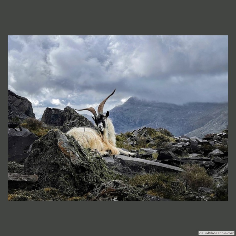 Advanced Section Commended - Welsh Mountain Goat by Viv Healy