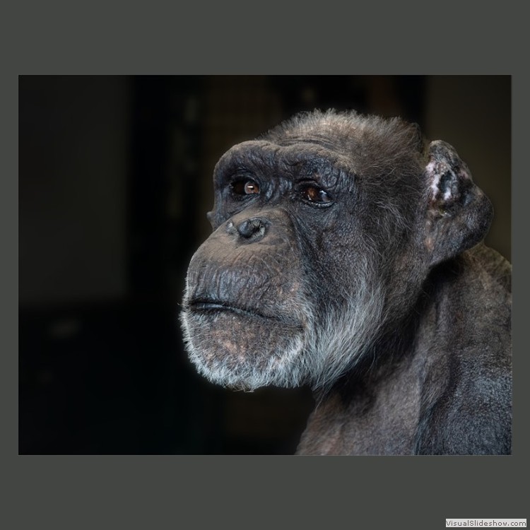 Advanced Section First Place - Chimpanzee by Phil Chadwick