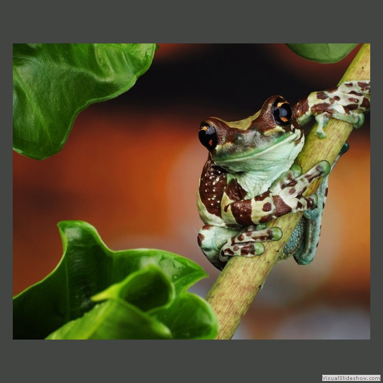 Advanced Section Highly Commended - Amazon Milk Frog by Sonia Jones