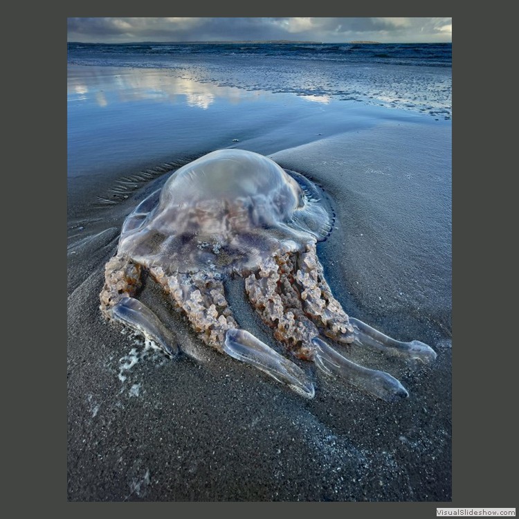 Advanced Section Highly Commended - Barrel Jellyfish by Viv Healy