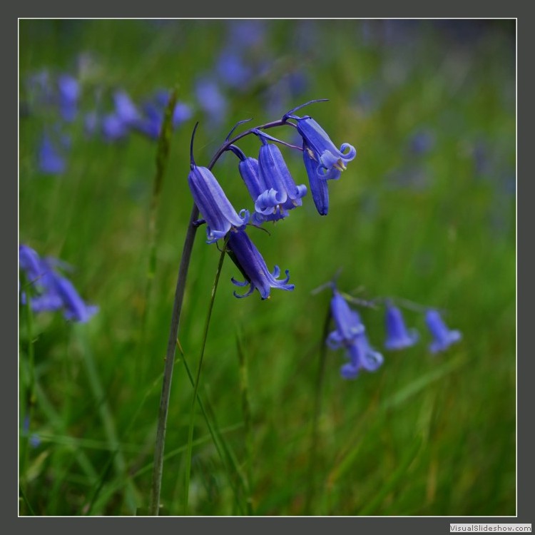 Advanced Section Highly Commended - Bluebells by Pauline Cook