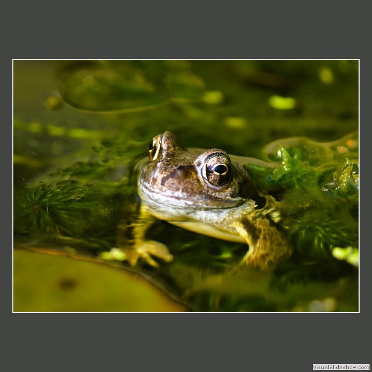Advanced Section Highly Commended - Common Frog by Mike Castle