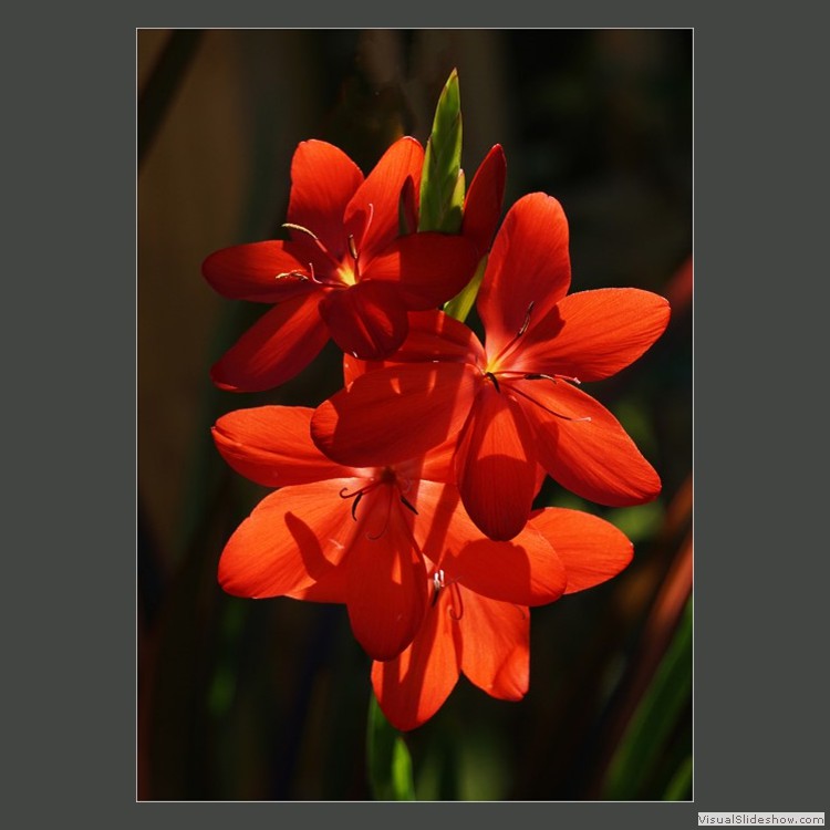 Advanced Section Highly Commended - Schizostylis Coccinea by Jane Tyson