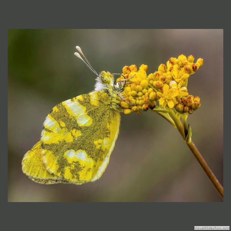 Advanced Section Highly Commended - Sooty Orange Tip on Woad by Ilija Vukomanovic