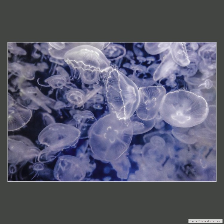 Advanced Section Highly Commended - Translucent Jellyfish by Alwyn Williams