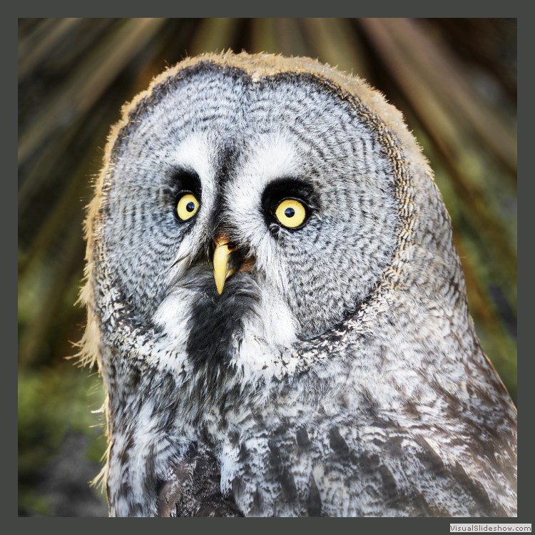 Advanced Section Second Place - Great Grey Owl by Andy Pyatt