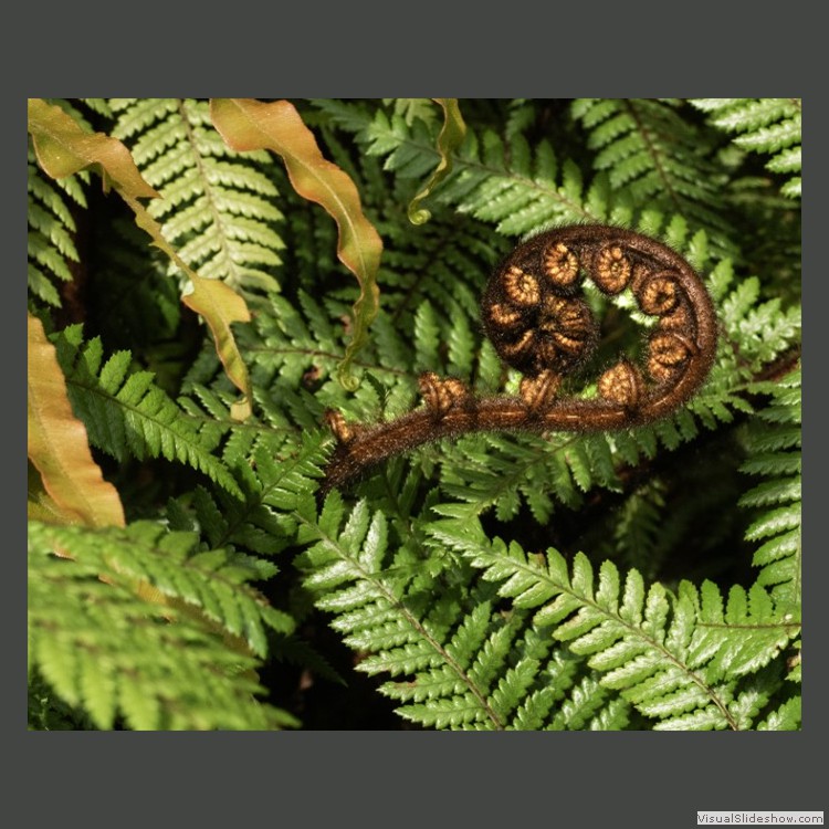 Advanced Section Third Place - Unfurling Fern by Jean Chadwick