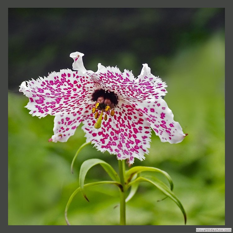 Intermediate Section Commended - Lily the Pink by Helen Walker