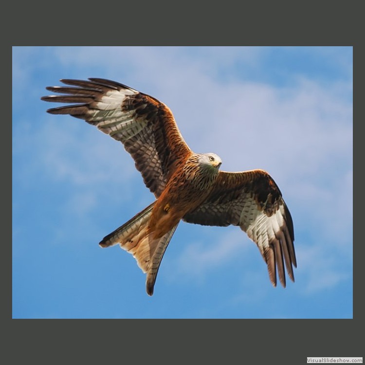 Intermediate Section First Place - Red Kite in Flight by Mike Smith