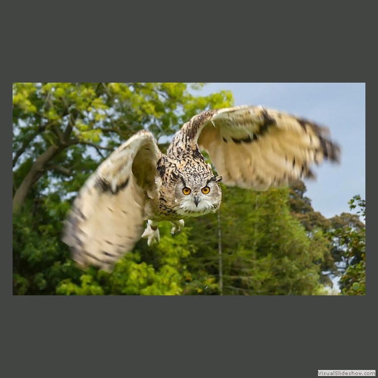 Intermediate Section Highly Commended - I've Got my Eyes on You by Ian Dickson