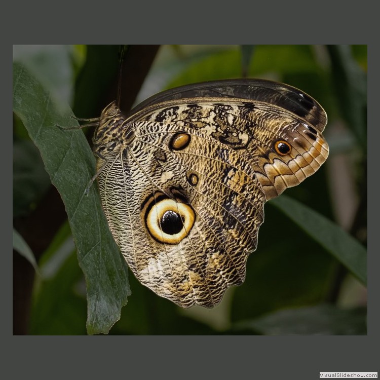 Intermediate Section Highly Commended - Pale Owl Butterfly by John Williams