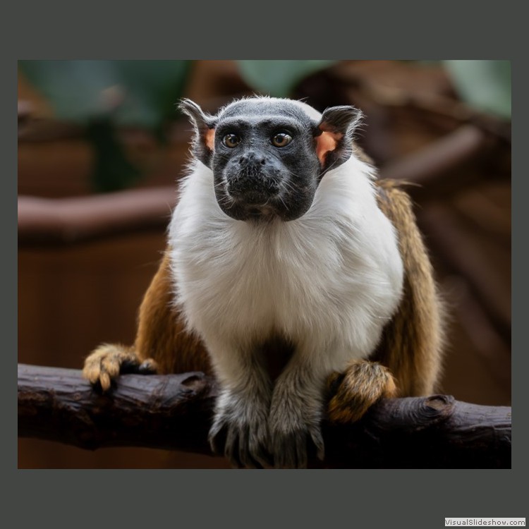 Intermediate Section Third Place - Pied Tamarin Monkey by John Williams