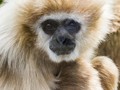 Advanced Section Commended - Gibbon by Don Roberts