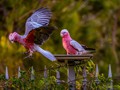 Advanced Section Commended - Just Landing by Sonia Jones