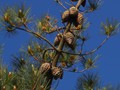 Advanced Section Commended - Pine Cone by Pauline Cook