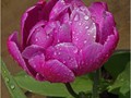 Advanced Section Commended - Raindrops on a Tulip by Jane Tyson
