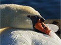 Advanced Section Commended - Ready for a Nap by Jane Tyson