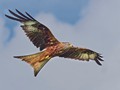Advanced Section Commended - Red Kite by Andy Pyatt
