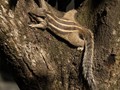 Advanced Section Commended - Splooting Tree Squirrel by Jean Chadwick