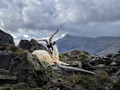 Advanced Section Commended - Welsh Mountain Goat by Viv Healy