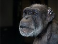 Advanced Section First Place - Chimpanzee by Phil Chadwick