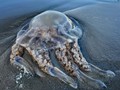 Advanced Section Highly Commended - Barrel Jellyfish by Viv Healy